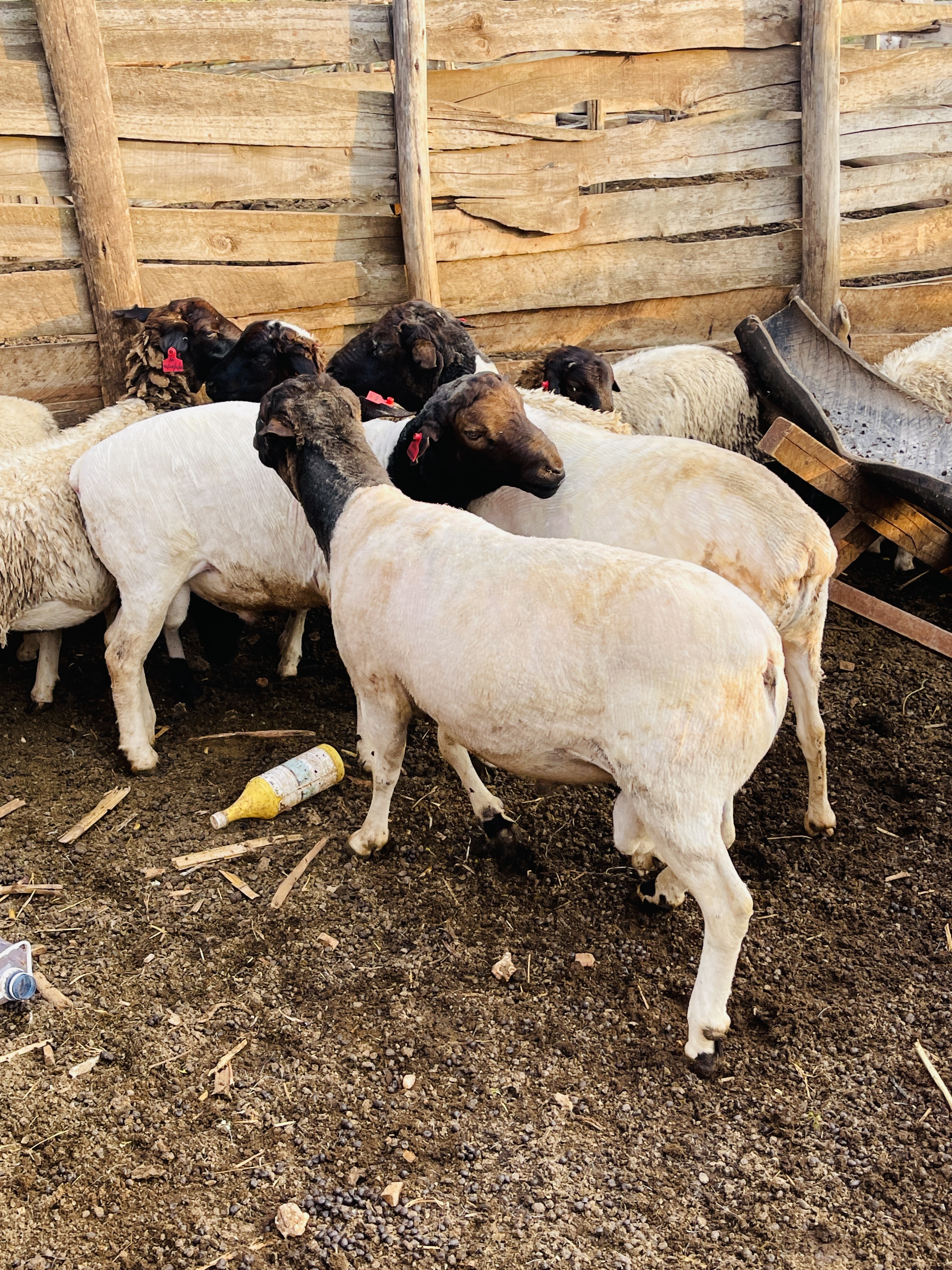 Dorper rams at Rena Farm