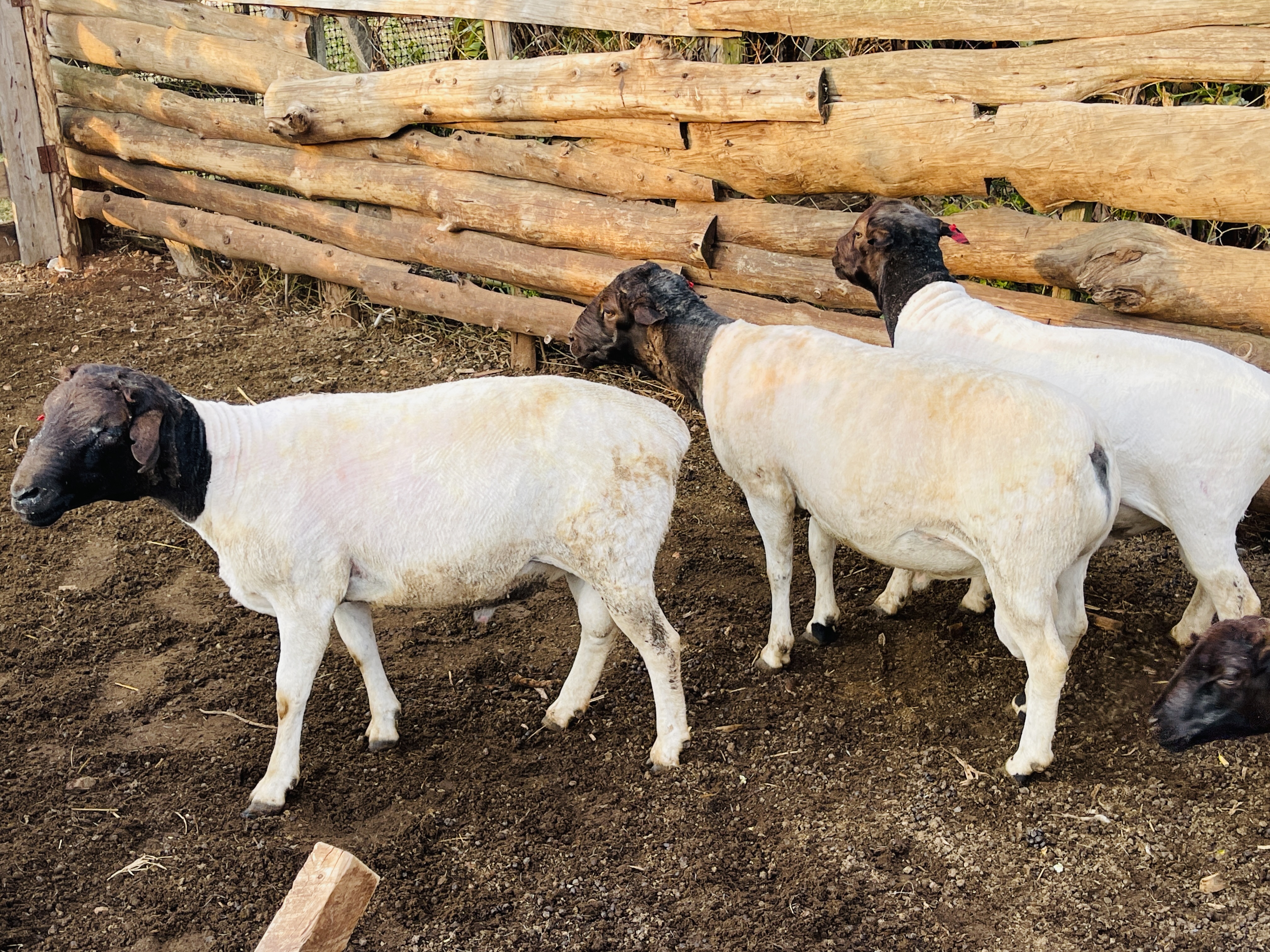 Pure Dorper rams at Rena Farm