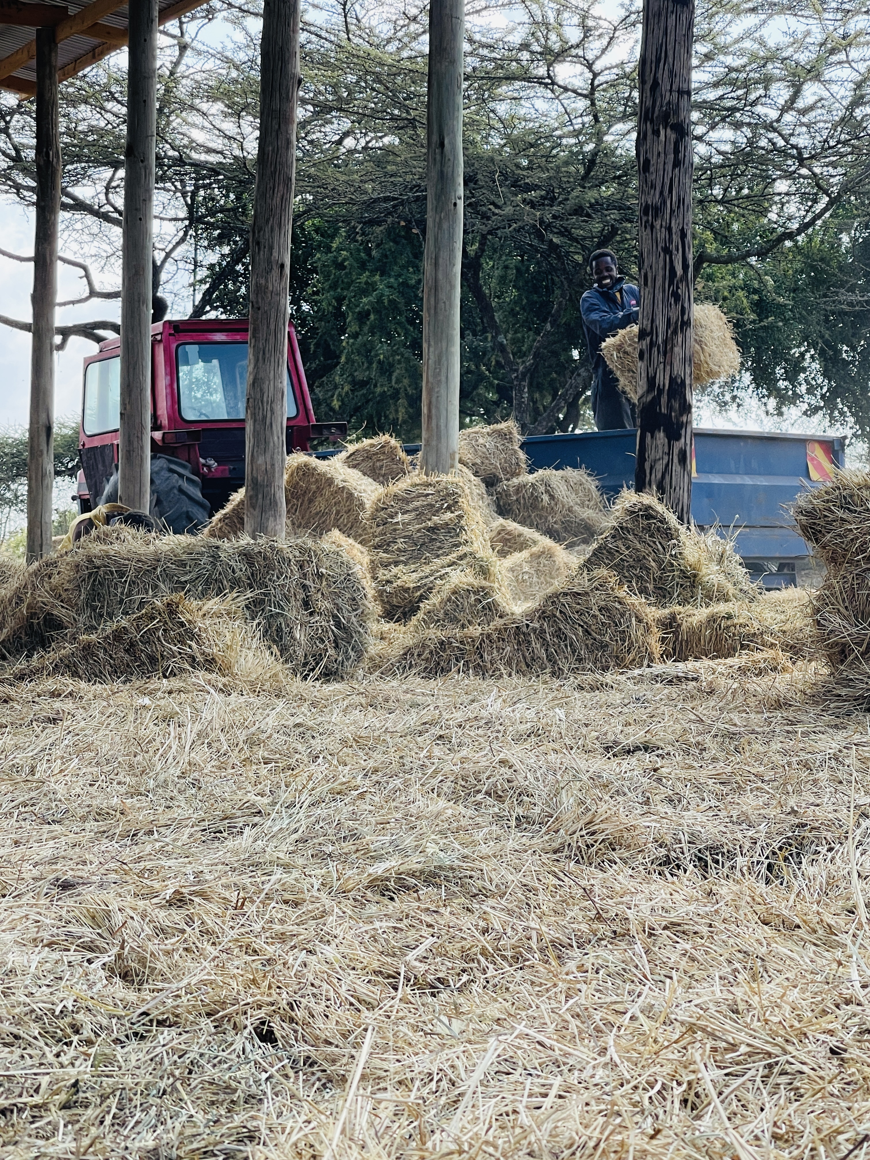 Boma Rhodes hay bales at Rena Farm