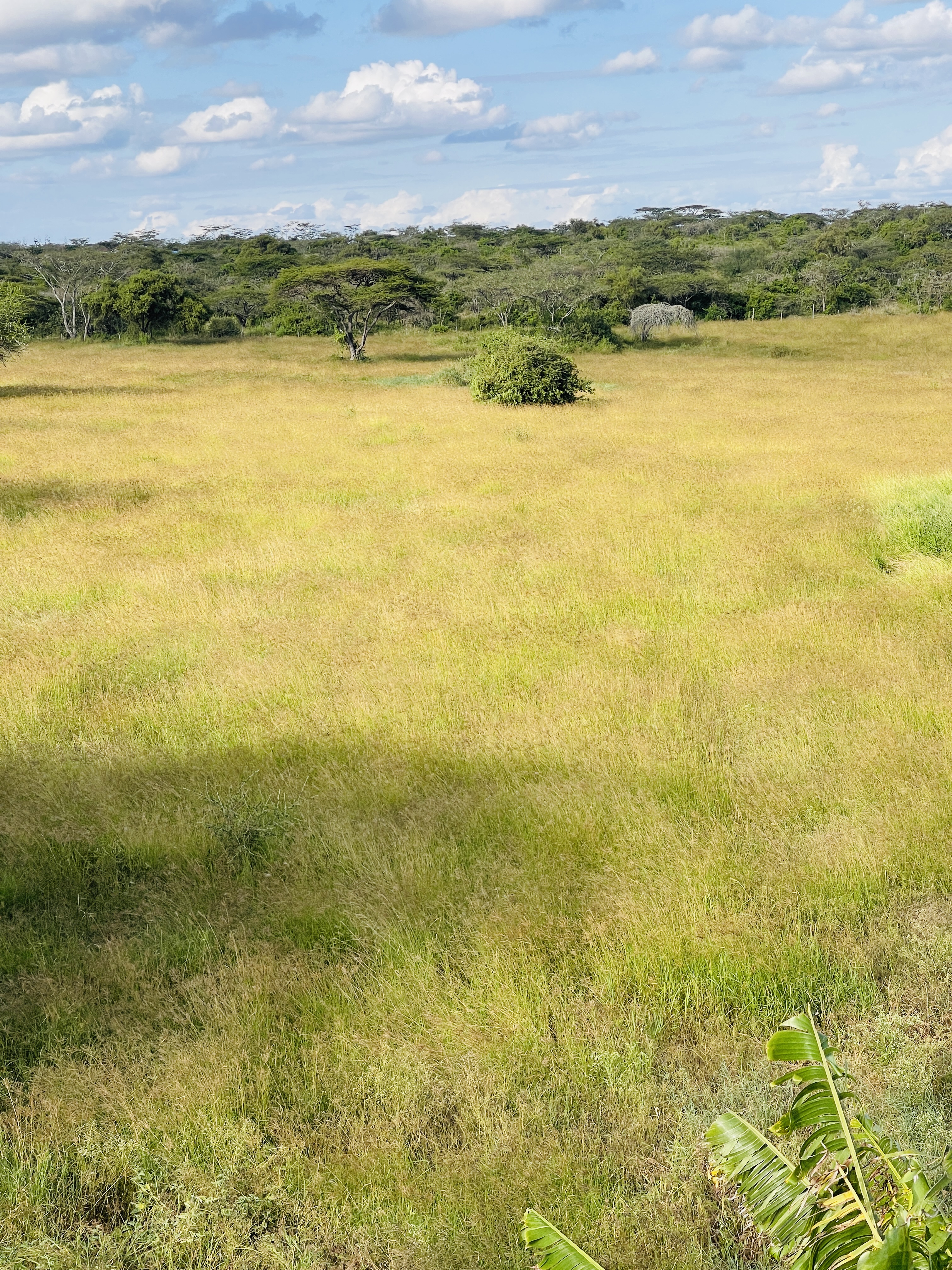 Boma Rhodes hay field at Rena Farm